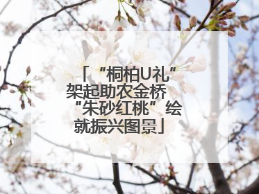 “桐柏U礼”架起助农金桥 “朱砂红桃”绘就振兴图景