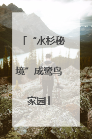 “水杉秘境”成鹭鸟家园