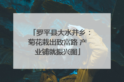 罗平县大水井乡：菊花栽出致富路 产业铺就振兴图