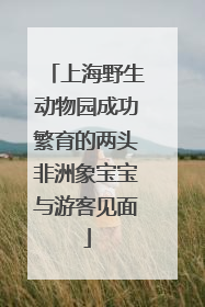上海野生动物园成功繁育的两头非洲象宝宝与游客见面