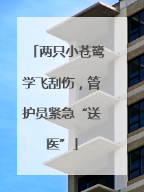 两只小苍鹭学飞刮伤，管护员紧急“送医”