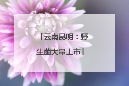 云南昆明：野生菌大量上市