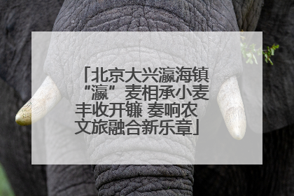 北京大兴瀛海镇“瀛”麦相承小麦丰收开镰 奏响农文旅融合新乐章