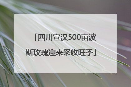 四川宣汉500亩波斯玫瑰迎来采收旺季