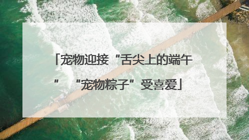 宠物迎接“舌尖上的端午” “宠物粽子”受喜爱