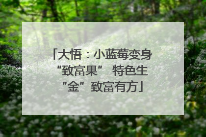 大悟：小蓝莓变身“致富果” 特色生“金”致富有方
