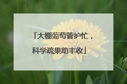大棚葡萄管护忙，科学疏果助丰收