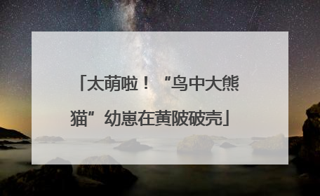 太萌啦！“鸟中大熊猫”幼崽在黄陂破壳