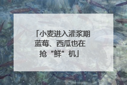 小麦进入灌浆期 蓝莓、西瓜也在抢“鲜”机