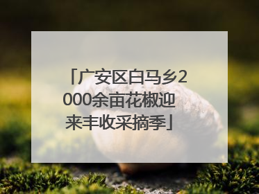 广安区白马乡2000余亩花椒迎来丰收采摘季