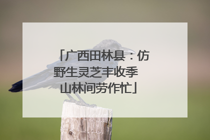 广西田林县：仿野生灵芝丰收季 山林间劳作忙