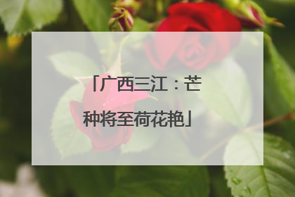 广西三江：芒种将至荷花艳