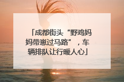 成都街头“野鸡妈妈带崽过马路”，车辆排队让行暖人心