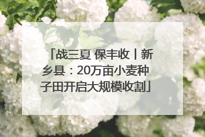 战三夏 保丰收丨新乡县：20万亩小麦种子田开启大规模收割