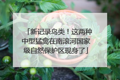 新记录鸟类！这两种中型猛禽在南滚河国家级自然保护区现身了
