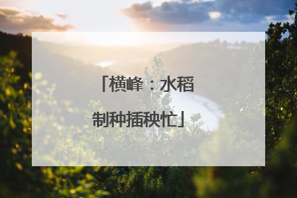横峰：水稻制种插秧忙