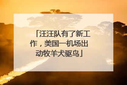 汪汪队有了新工作，美国一机场出动牧羊犬驱鸟