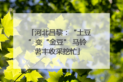 河北昌黎：“土豆”变“金豆” 马铃薯丰收采挖忙
