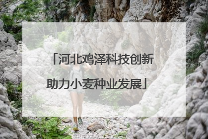 河北鸡泽科技创新助力小麦种业发展