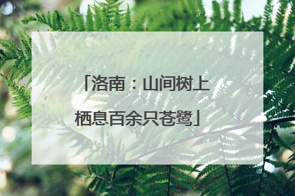洛南：山间树上栖息百余只苍鹭