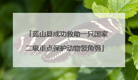 蓝山县成功救助一只国家二级重点保护动物领角鸮