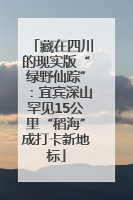 藏在四川的现实版“绿野仙踪”：宜宾深山罕见15公里“稻海”成打卡新地标