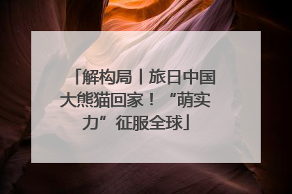 解构局丨旅日中国大熊猫回家！“萌实力”征服全球