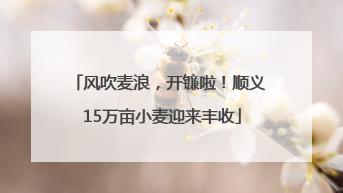 风吹麦浪，开镰啦！顺义15万亩小麦迎来丰收