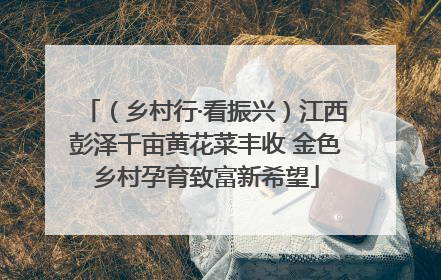 （乡村行·看振兴）江西彭泽千亩黄花菜丰收 金色乡村孕育致富新希望